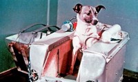  Laika, la perrita lanzada al espacio; una heroína 