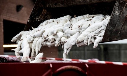 Investiga la OMS sacrificio de millones de visones por coronavirus