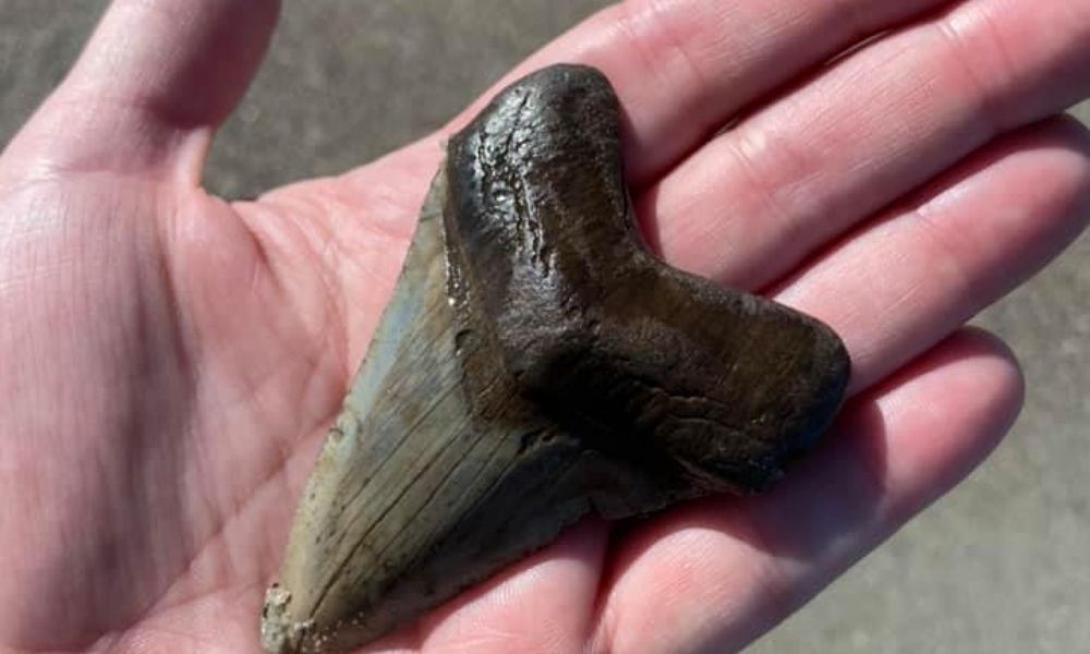 Mujer encuentra diente gigante de megalodón