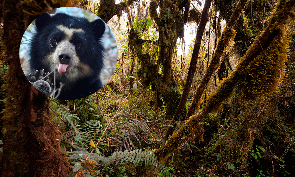 Hallan osos andinos, especie en extinción, cerca de zona ganadera en Ecuador