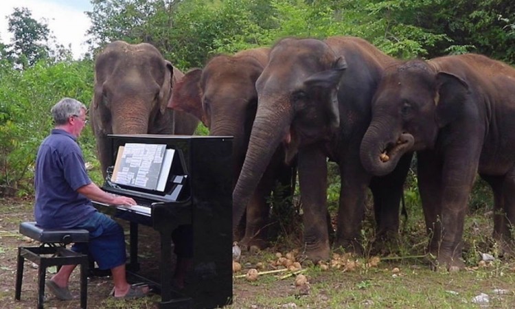 Personas admirables: En Tailandia ofrecen conciertos para elefantes ciegos