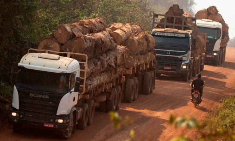 ¿Qué onda Brasil? Decomisan madera talada ilegalmente en la Amazonía
