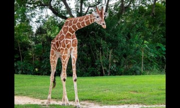 "Pongo" se había convertido en el favorito de innumerables visitantes.