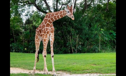 Adiós Pongo: Zoológico elige la eutanasia para jirafa que no podía caminar