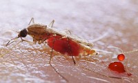 Casos de malaria aumentan 60 por ciento en Nicaragua