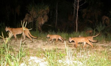 En el 2020 murieron un total de 22 panteras de Florida.