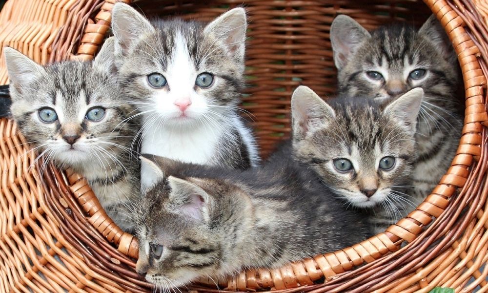 El gobierno realizó una campaña para sacrificar a 2 millones de gatos entre 2015 y 2020.
