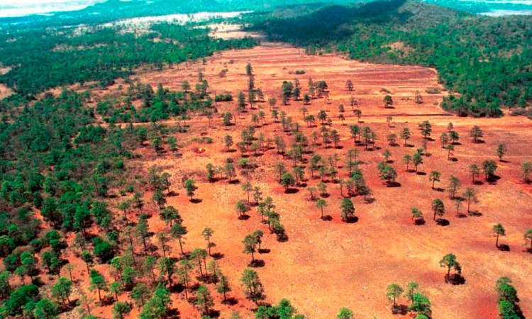 En 13 años se ha deforestado en el mundo un área equivalente a California