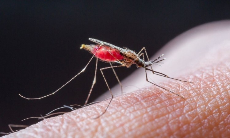 La malaria causa miles de muertes alrededor del mundo.