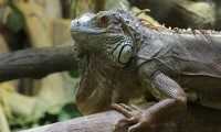 Habrá "lluvia de iguanas" en Florida por las bajas temperaturas