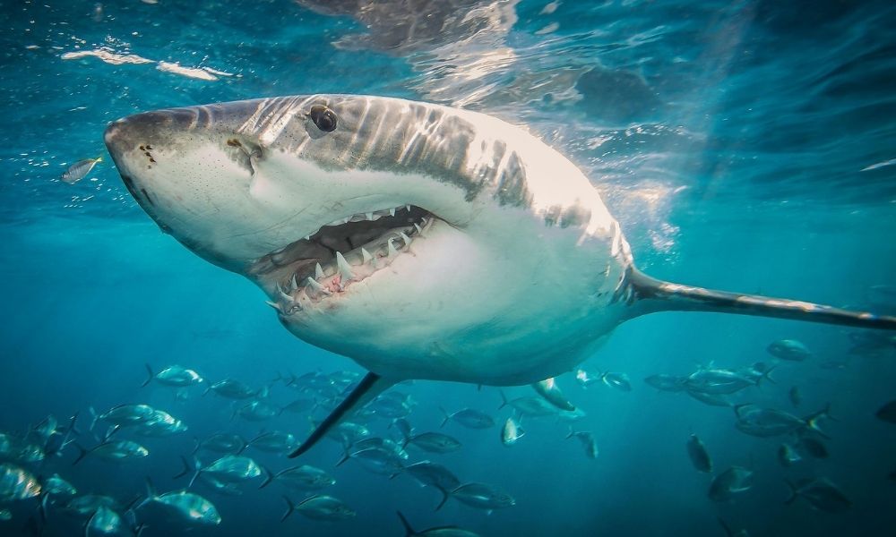 ¡Mágico 2021! Encuentran el tiburón luminoso más grande del mundo en Nueva Zelanda