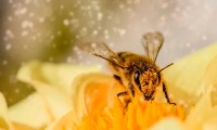 Entrenan abejas para detectar el Covid-19 en Holanda