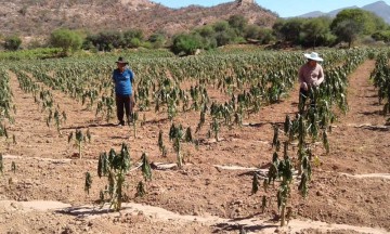 América y el Caribe impulsarán la voz de los agricultores en cumbre global alimentaria