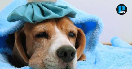 Italia aprueba faltar al trabajo para cuidar a tu mascota enferma