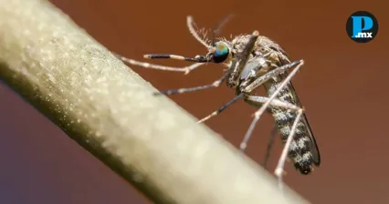 Virus del Nilo Occidental se extiende en Italia: suma 54 muertos y 700 casos