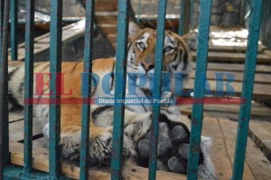 Anuncian zoológico nuevo en Tehuacán