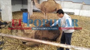 Aseguran animales a hermana de edil