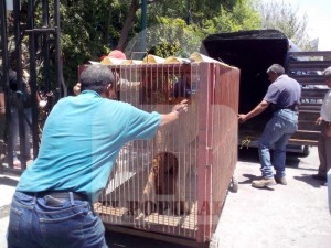 Inician traslados en El Club de los Animalitos