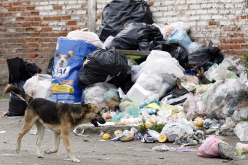 Juntan firmas vs asesinatos de perros