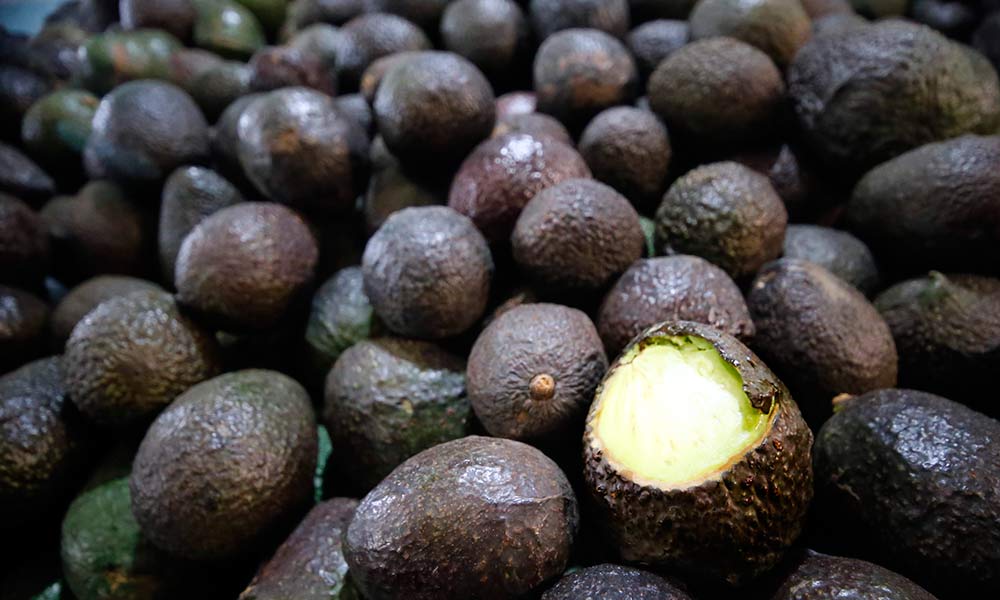 Productores de Tochimilco venden a 30 pesos el kilo de aguacate