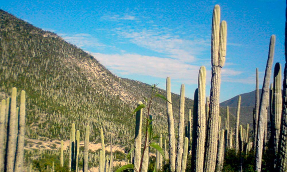 Ubican 1000 casas ilegales en la Reserva de la Biósfera de Tehuacán