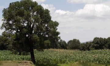 Acusan intento de lucro con productores poblanos de sorgo