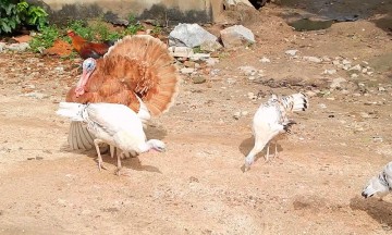 Se roban en Chila hasta los guajolotes