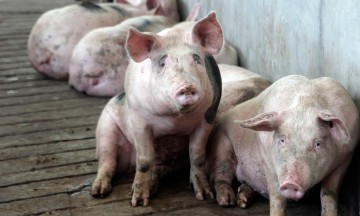 Sufre golpe producción de lechones