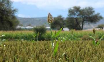 Cultivos de sorgo padecen plaga del chauixtle