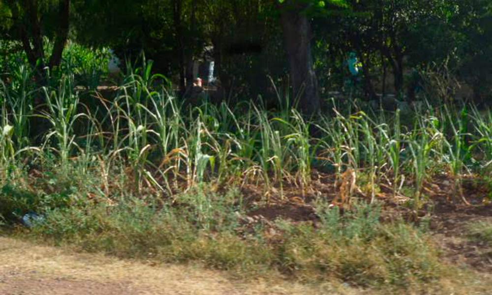 Falta De Lluvia Marchita Milpas En Xayacatlán