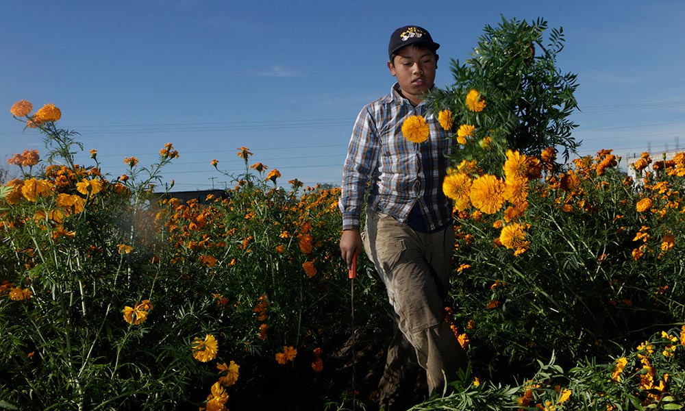 Disminuye producción de flor de muerto