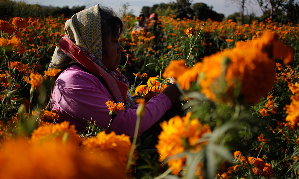 Malbaratan flores para Día de Muertos