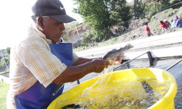 Ocasiona Conagua pérdida de 500 mojarras