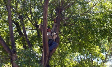 Padece Tehuacán pérdida de árboles endémicos