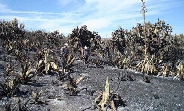 Registra reserva de Tehuacán cuatro incendios en 2017