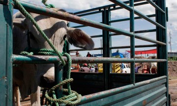 Aretan ganado para combatir abigeato