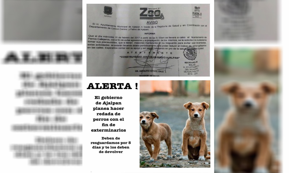 Llaman a resguardar a perros callejeros en Ajalpan