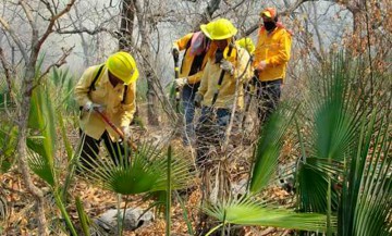 Arrasa incendio con 150 hectáreas en el Cerro Gordo