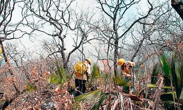 Extinguen incendio forestal de Cerro Gordo