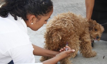 Pretende Sector Salud colocar 20 mil vacunas a mascotas en Izúcar 