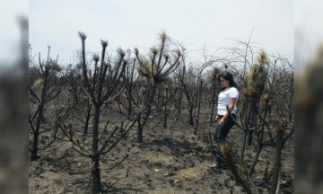 Acabó fuego con 27 mil arbolitos de pino en zona del Popocatépetl 