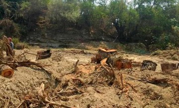 Acaban talamontes con 50 hectáreas de sierra en Coxcatlán