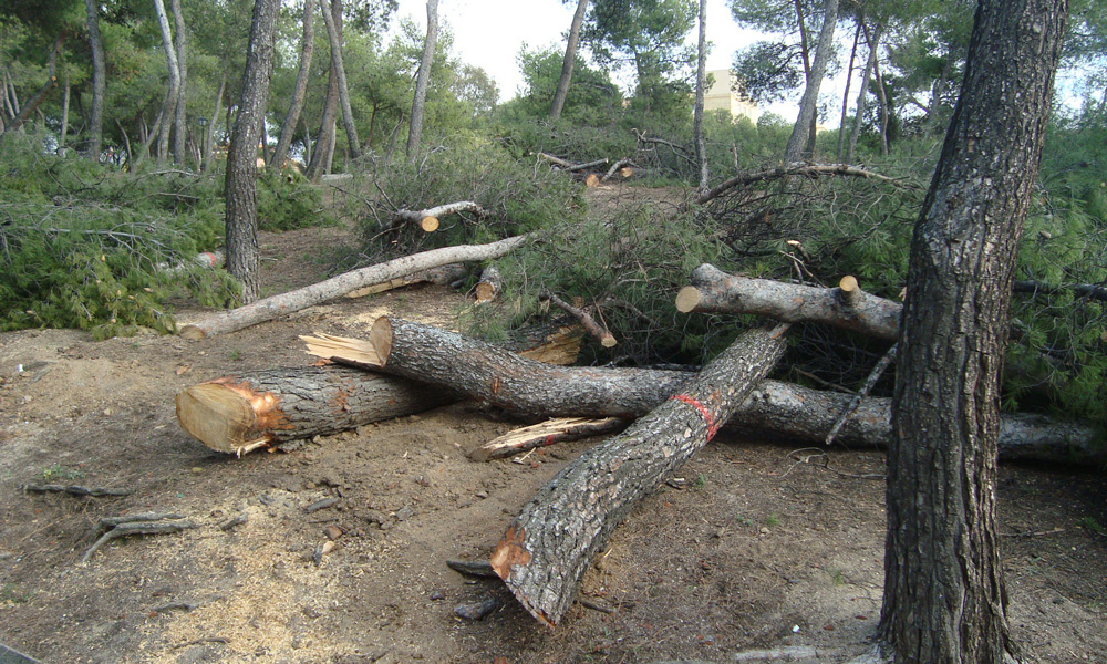 Protestan por tala de árboles en Izúcar