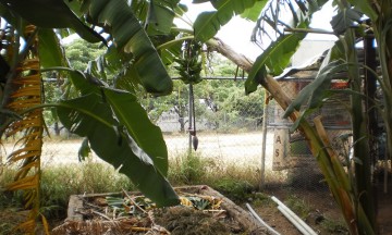 Afecta granizo campos de plátano en Tehuitzingo
