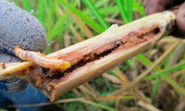 Aprueban cañeros instalación de centro de investigación de plagas