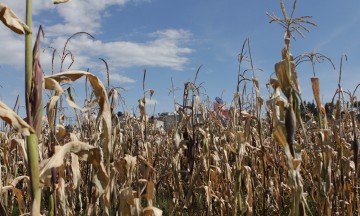 Insuficientes, seguros agrícolas en Puebla