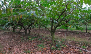 Rescatan árboles frutales en la Mixteca