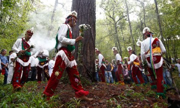 Cortan voladores de Cuetzalan el palo ideal para la danza