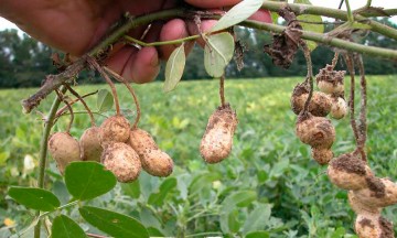 Prepara Tlapanalá la Primera Feria del Cacahuate