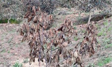 Congela helada la producción de aguacate Hass